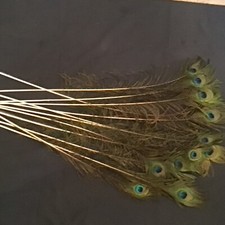 12 natural peacock feathers, 30-35 inches suitable for home decor, parties