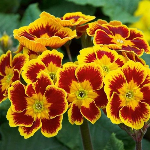 Polyanthus indian tiger - 6,