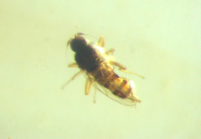 Pliocene amber kenya africa - pliocene,