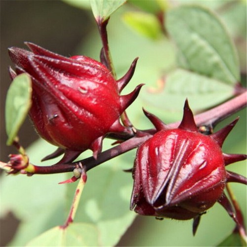 100 roselle hibiscus - roselle,