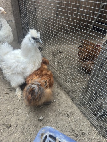 Fertile silkie chicken - 6,