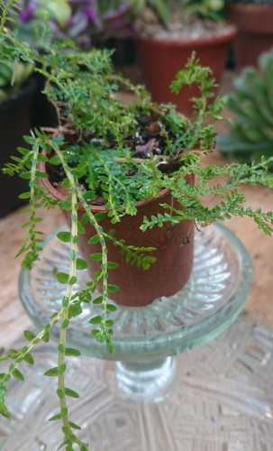 Selaginella peacock spike - selaginella,
