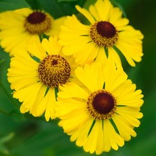 Helenium Gold Perennial Flowering Plant Outdoor Garden Ready Hardy Plant in Pot