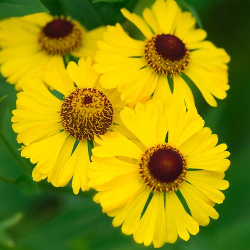Helenium gold perennial - helenium,