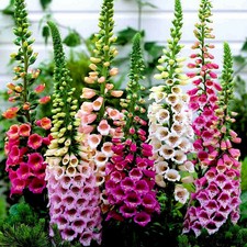 250 DIGITALIS PURPUREA FOXY