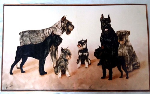 Schnauzer colour - ,