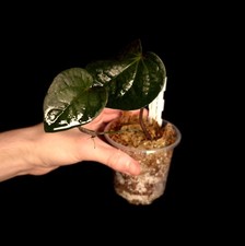 Piper sp. Black - Very Rare -