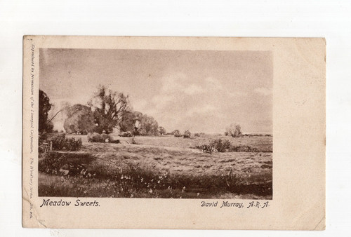 Kevii meadow sweets - gb,