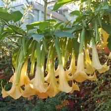 Angel Trumpet - Brugmansia