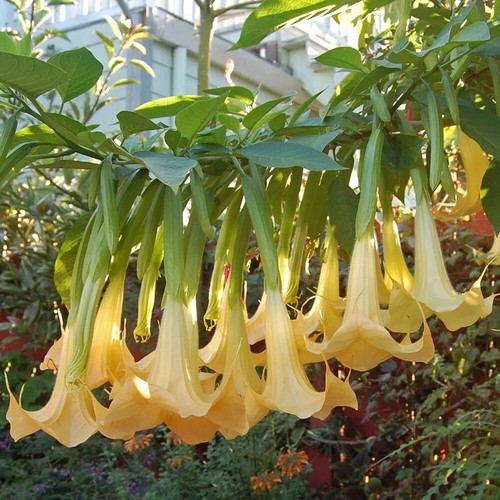 Angel trumpet brugmansia - trumpet,