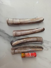 4 X Razor Clam Shells Pairs For Craft