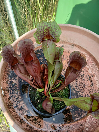 Sarracenia purpurea ssp - purpurea,