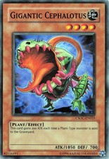 Gigantic Cephalotus CSOC-EN025