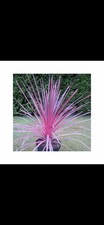 Cordyline ‘Charlie Boy’