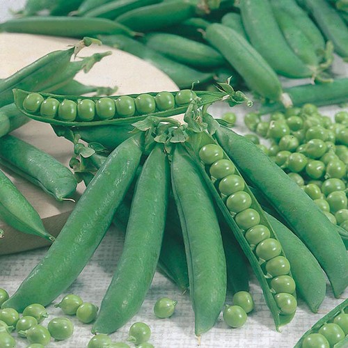Garden pea seeds kelvedon - garden,