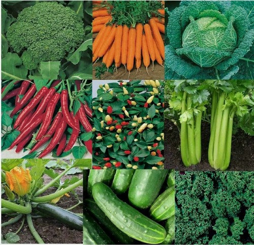 Herb fruit vegetable - ,