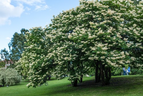 Japanese lilac tree live - tree,