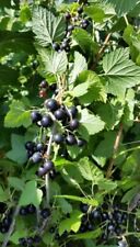 3 X Blackcurrant Plants “Ben Nevis” Edible, Heavy Fruiting, Organic, Homestead