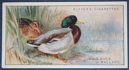 Mallard wild duck - duck,