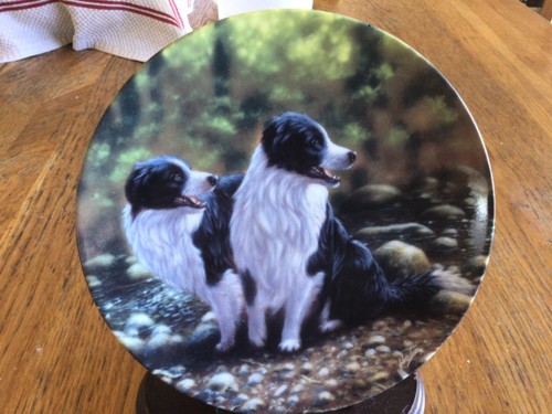 Border collie dog plate - border,