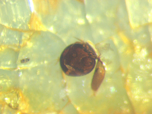 Pliocene amber kenya africa - amber,