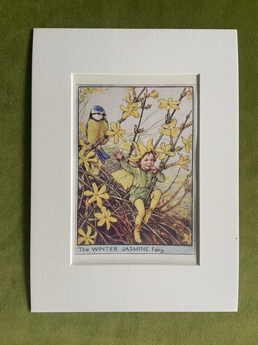 Winter jasmine flower - ‘winter, jasmine’