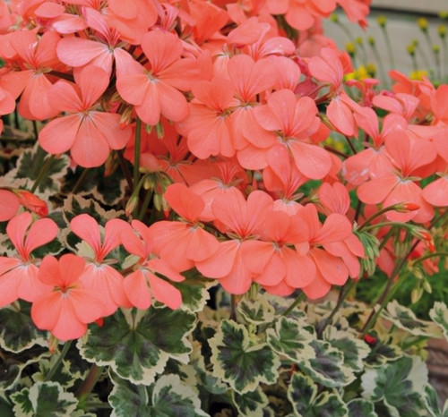 Pelargonium frank hedley - pelargonium,