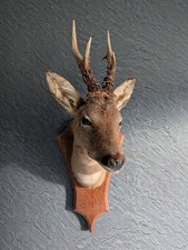 Taxidermy Roe Deer Mount, Made