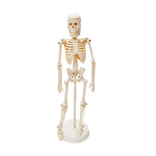 Human skeleton model - model,