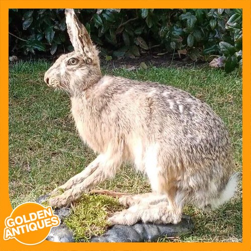 Real full body rabbit rustic - real,