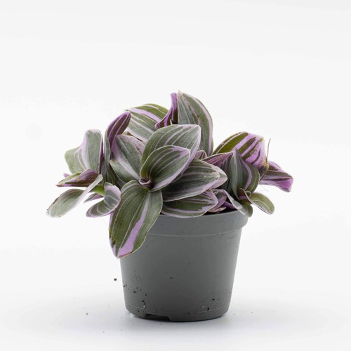 Tradescantia nanouk 6cm plant - nanouk,