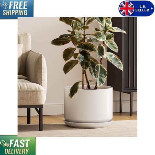 Elegant large white - elegant, 30