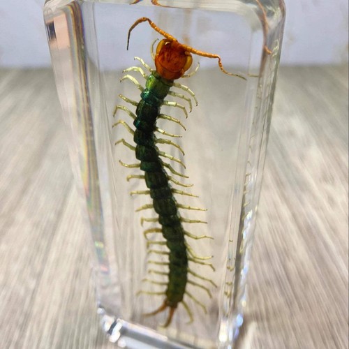 Large centipede insect - centipede,
