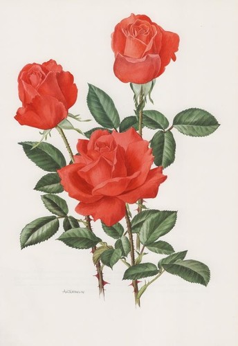 Rosa alexander harkness - alexander,