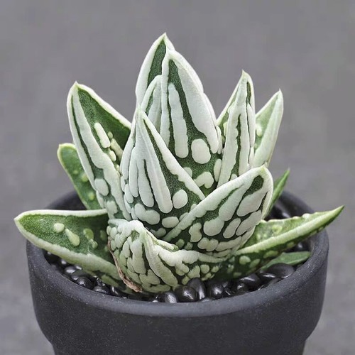 5cm succulent plant - plant, haworthia
