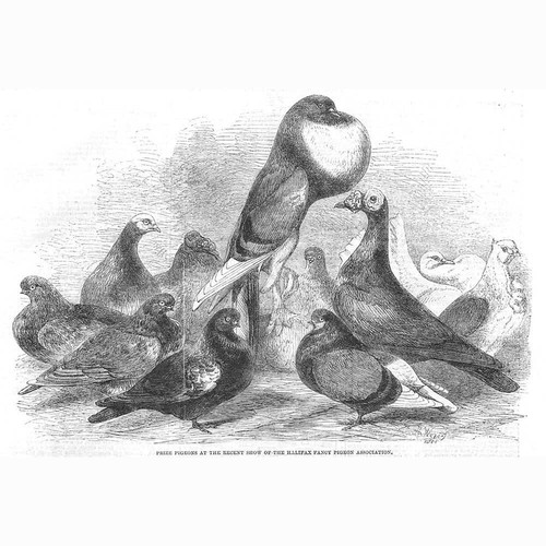 Prize pigeons the halifax - pigeons, at