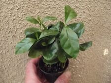 Rare Coffea arabica/ Coffee plant in 6 cm pot
