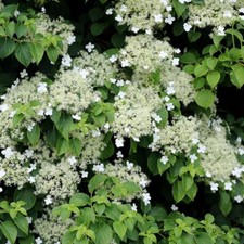 Hydrangea anomala petiolaris White Flowering Vine Plant 80cm - 100cm 12L Pot