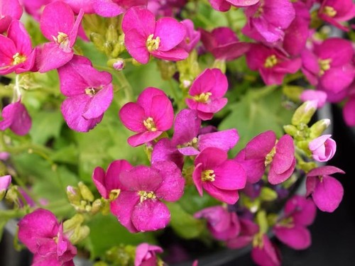 Arabis little treasure - treasure, deep