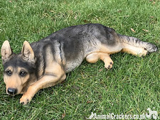 Large laying German Shepherd