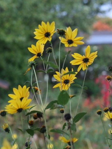 Three helianthus bare root - bare,