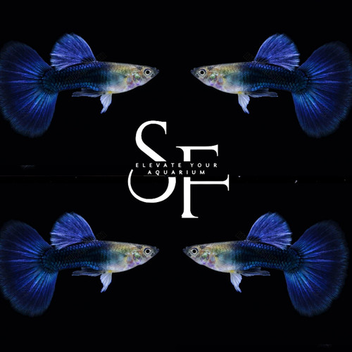 Pair blue live - pair, guppy