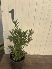 bay tree plant