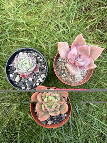Mixed succulents shown in - ,