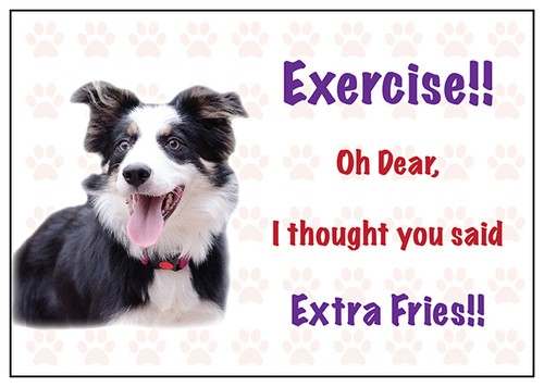Funny border collie dog - funny,