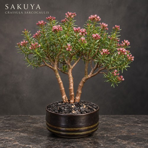 Sakuya crassula sarcocaulis - crassula,