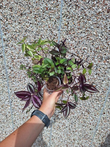 Tradescantia starter bundle - tradescantia,