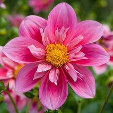 Dahlia Garden Collection - 10 full size healthy tubers