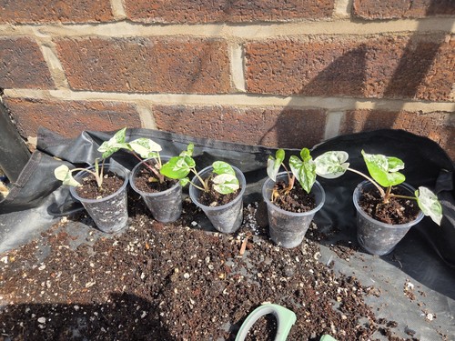 Syngonium podophyllum albo - syngonium,