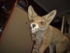 Taxidermy Fox Cub Voodoo